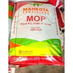 Pupuk KCL Mahkota MOP _ 3 kali bayar